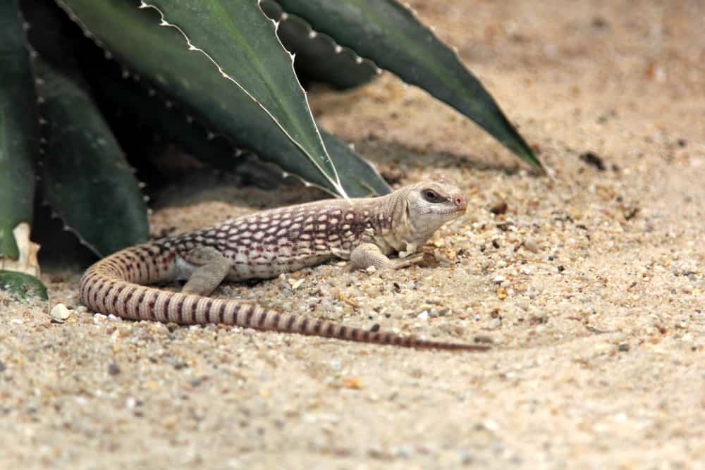 desert iguana on sand next to desert plant