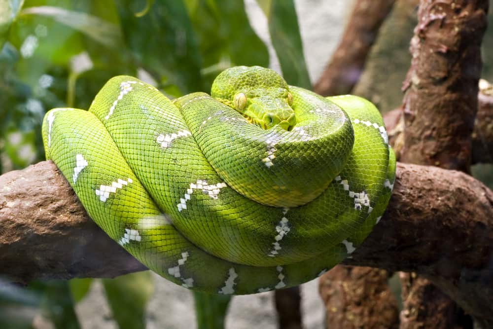 Northern Emerald Tree Boa