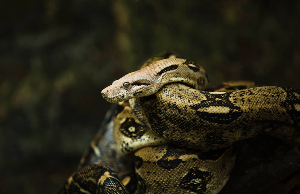 Adult male Argentine boa just gave me a fresh shed. He is absolutely  stunning : r/snakes