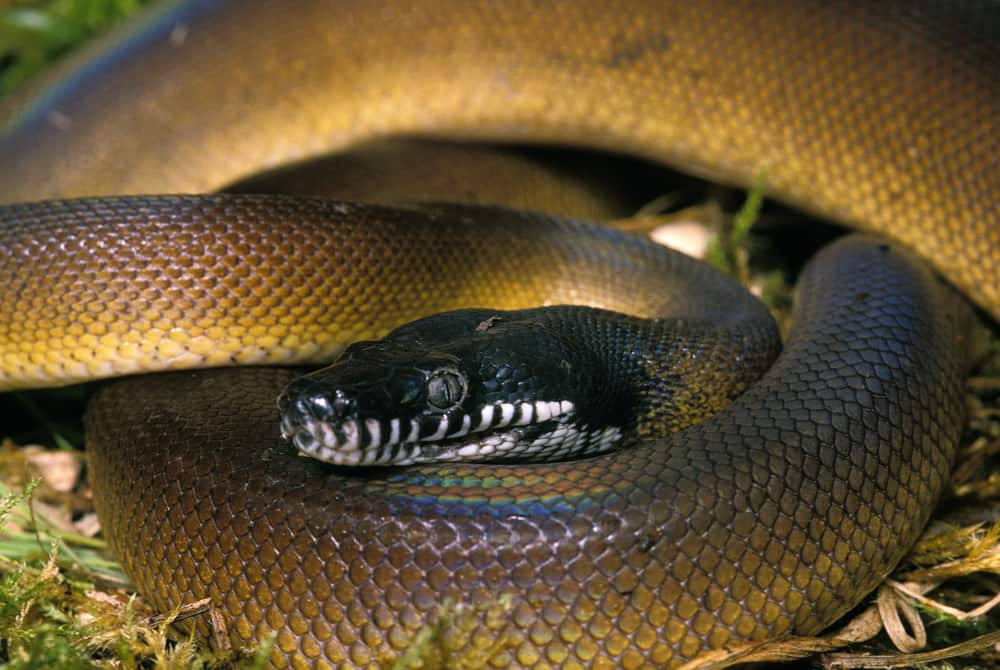 White Lipped Python in sunshine