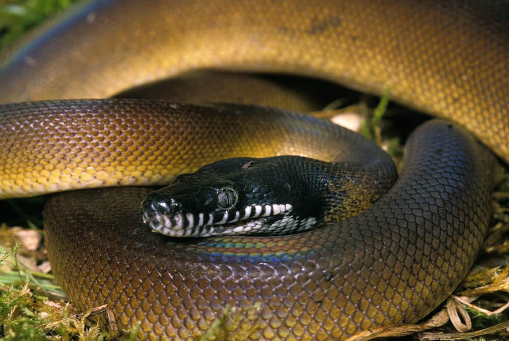 Iridescent Python