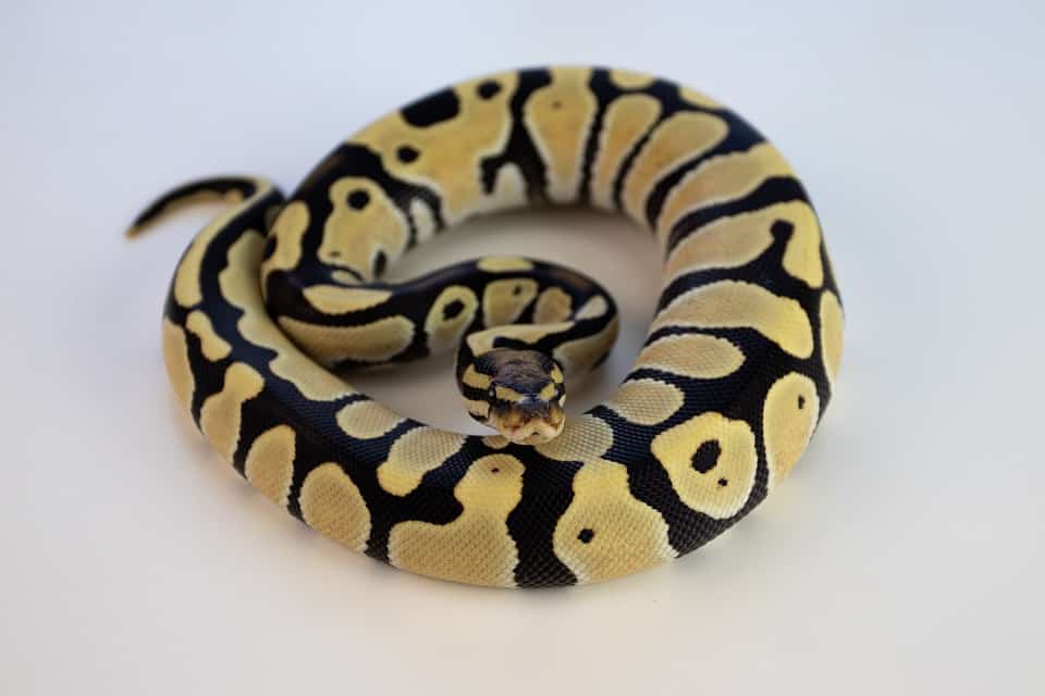 yellow and black colored ball python morphs 