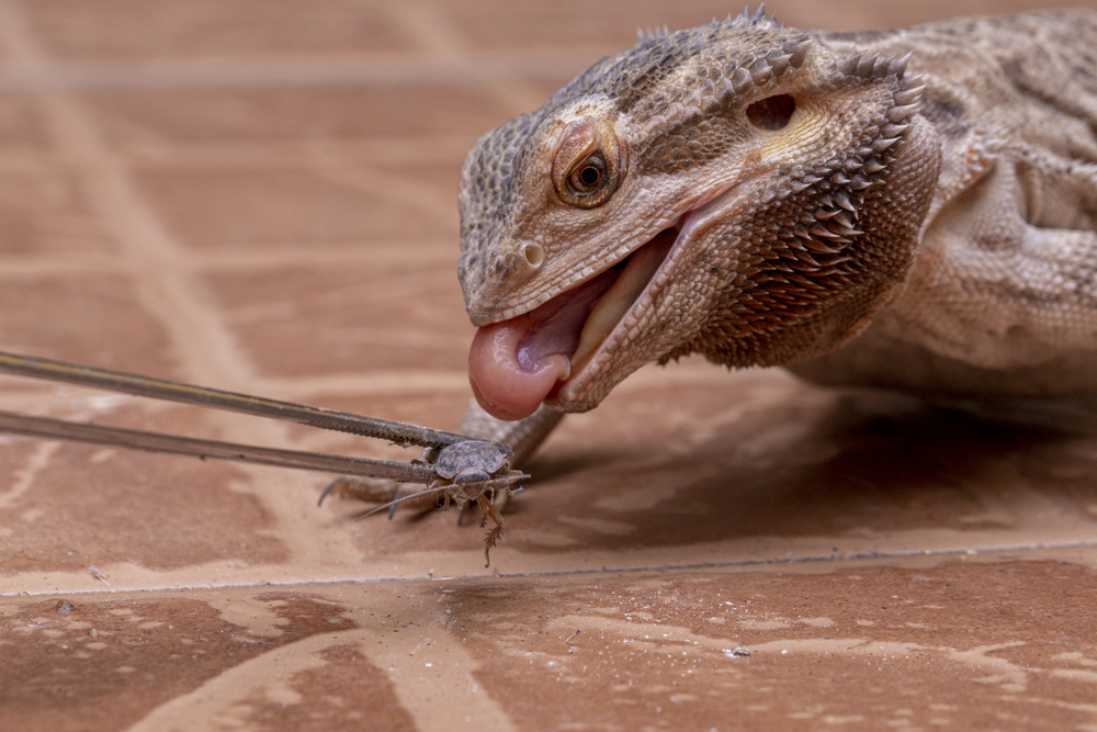 young bearded dragon eating cricket