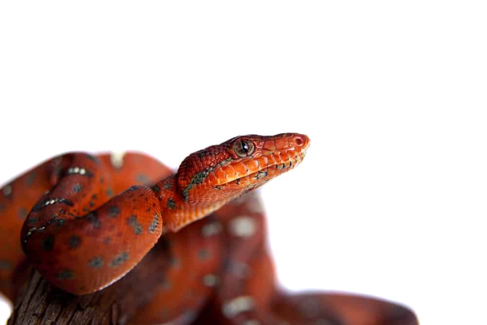 young emerald tree boa against white background