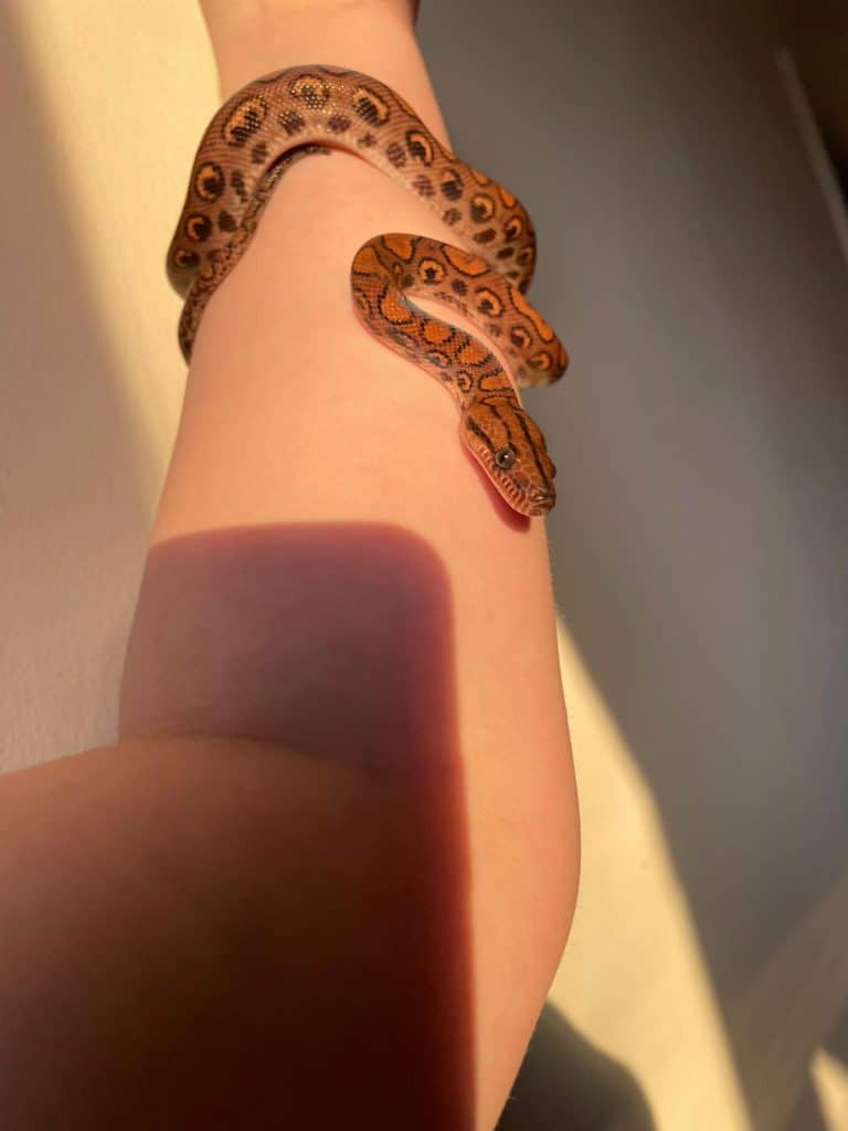 young rainbow boa on its owner's arm