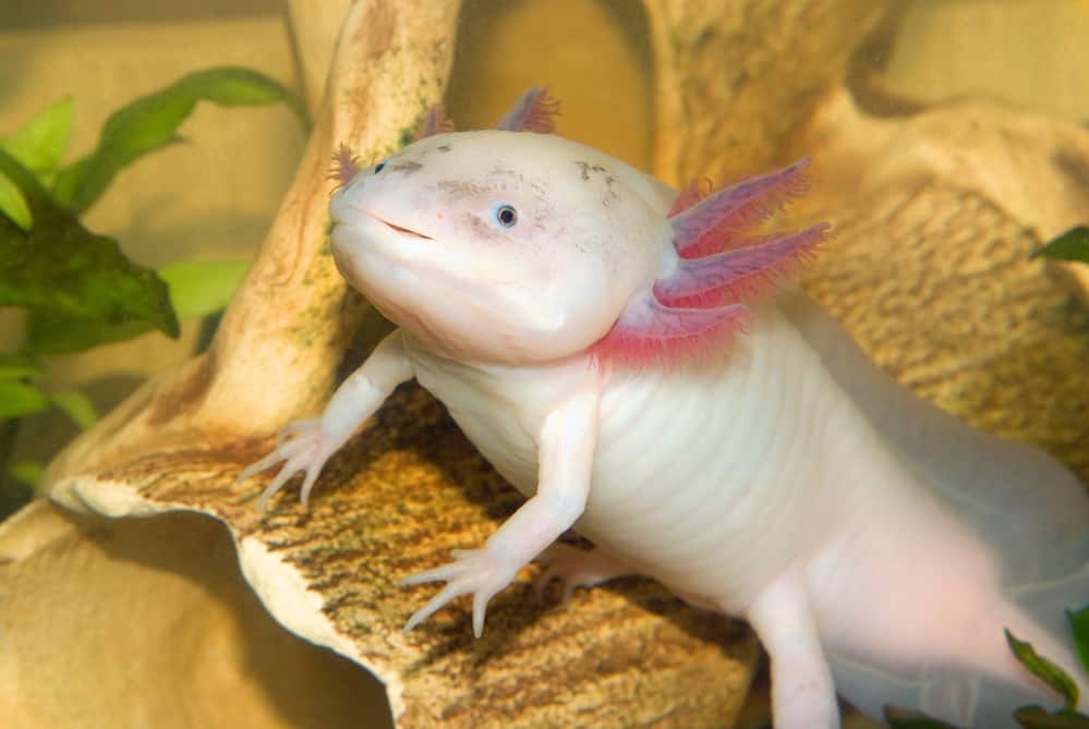 Albino axolotl atop a hide in an aquarium