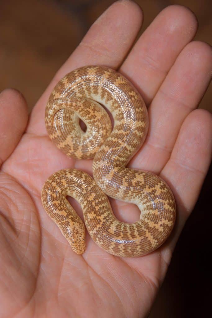 Baby Arabian sand boa