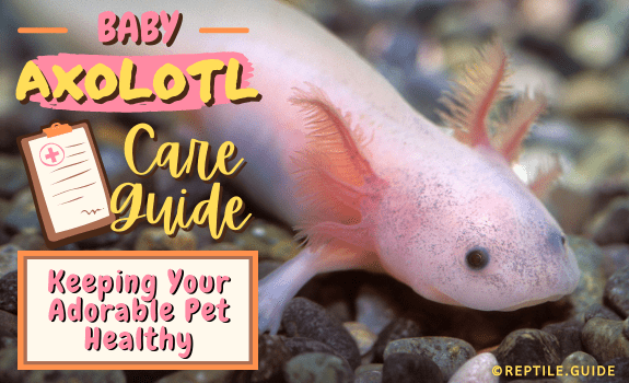 Baby Axolotl Care Guide Keeping Your Adorable Pet Healthy