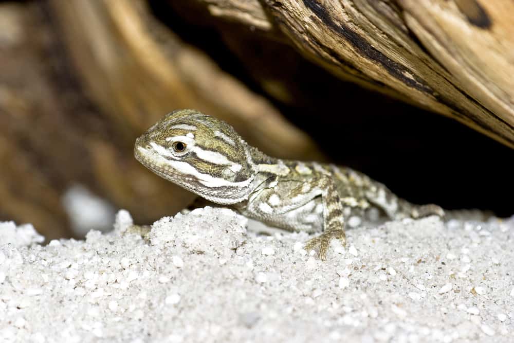 Baby Bearded Dragon