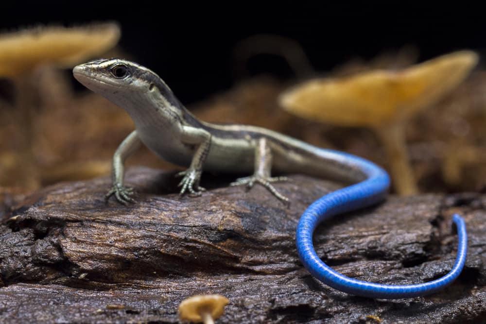 Blauschwanzskink auf einem Baumstamm