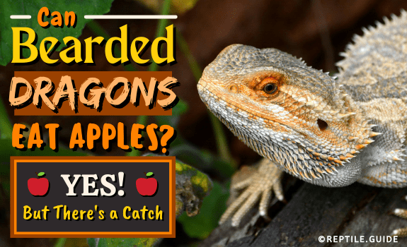 Can Bearded Dragons Eat Apples (Yes! But There's a Catch)