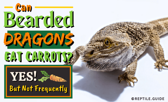 Can Bearded Dragons Eat Carrots (Yes! But Not Frequently)