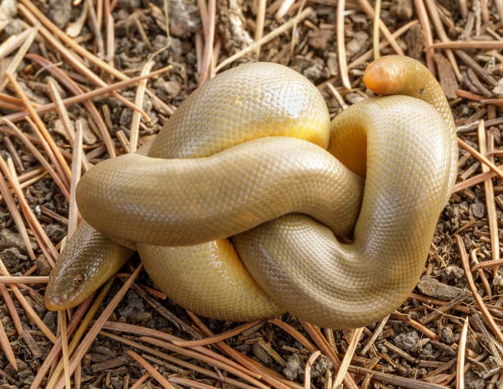 curled up rubber boa
