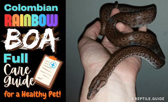 Colombian Rainbow Boa Full Care Guide for a Healthy Pet!