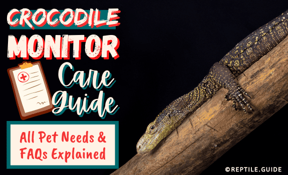 Crocodile Monitor Care Guide All Pet Needs & FAQs Explained
