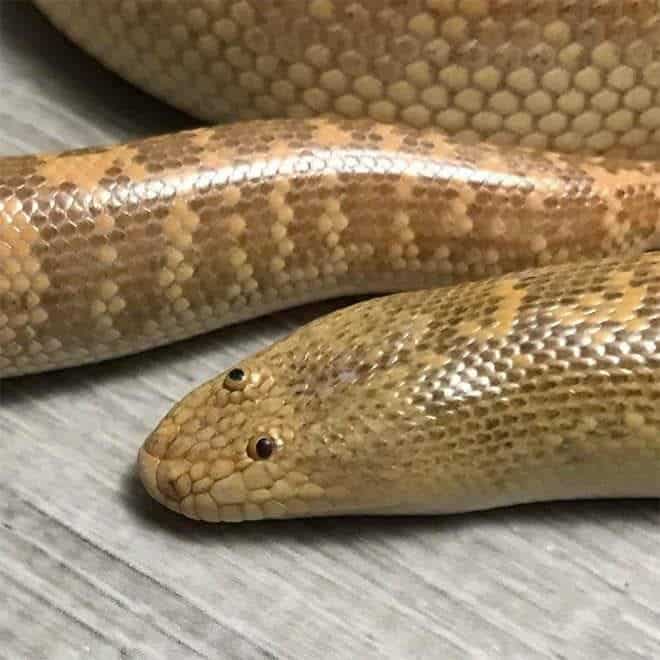 Kenyan sand boa