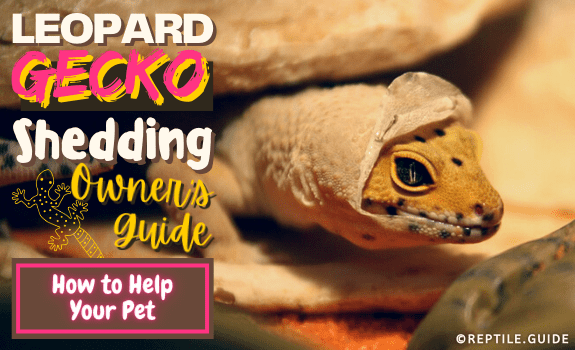 Leopard Gecko Shedding Owner's Guide How to Help Your Pet