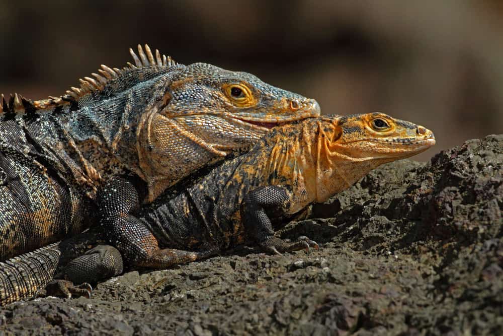 Male Spiny Tailed Iguana next to a female spiny tailed iguana
