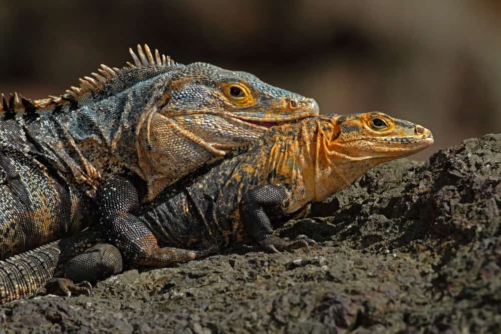 spiny tailed iguana