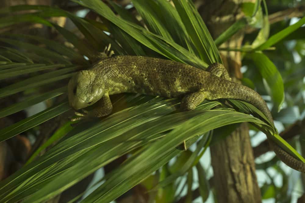 Monkey Tailed Skink among leaves