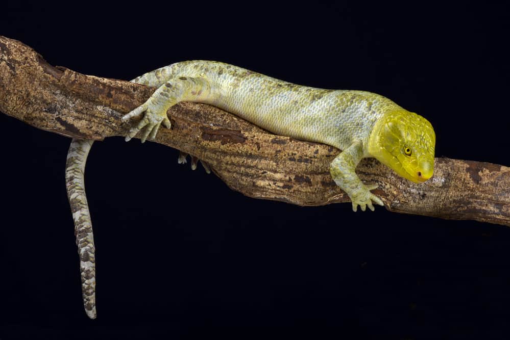 Monkey Tailed Skink on a branch