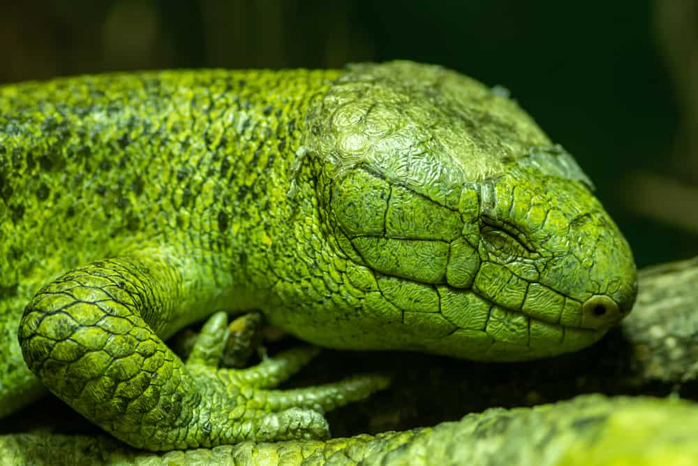 Monkey Tailed Skink Temperament