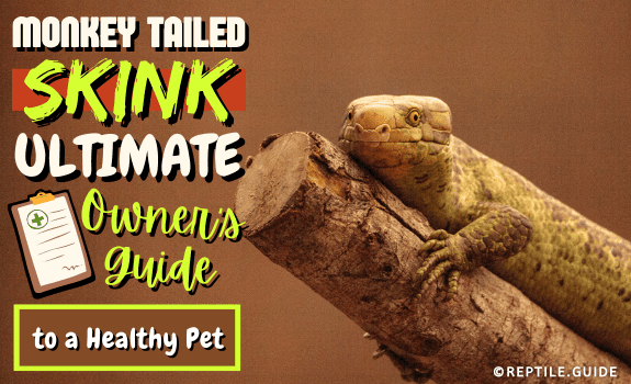 Monkey Tailed Skink Ultimate Owner's Guide to a Healthy Pet