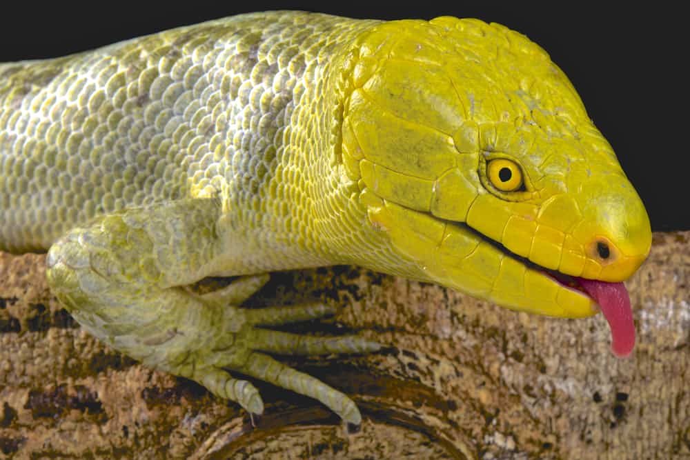 Solomon Islands monkey tailed skink on a log