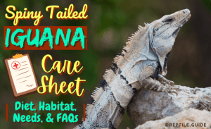 Spiny Tailed Iguana Care Sheet: Diet, Habitat, Needs, & FAQs