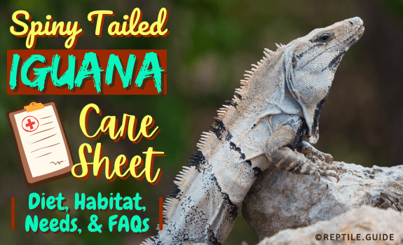 Spiny Tailed Iguana Care Sheet Diet, Habitat, Needs, & FAQs
