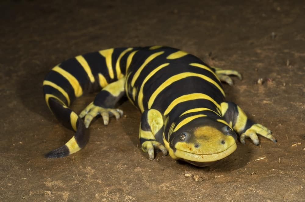 tiger salamander