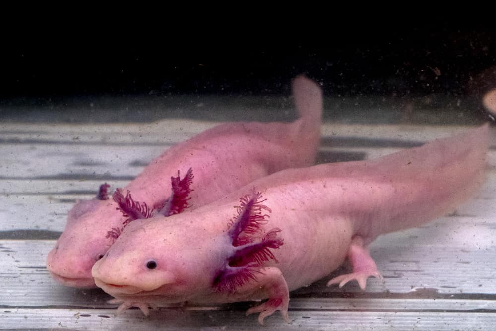 Two axolotls next to each other underwater