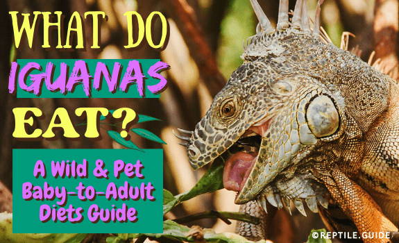 What Do Iguanas Eat A Wild & Pet Baby-to-Adult Diets Guide