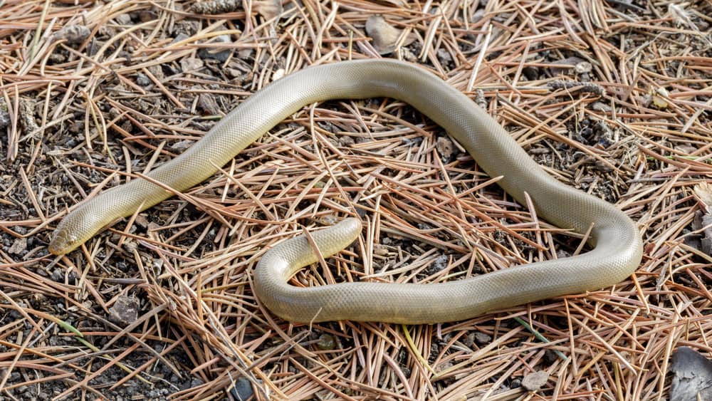 adult Nothern Rubber boa 