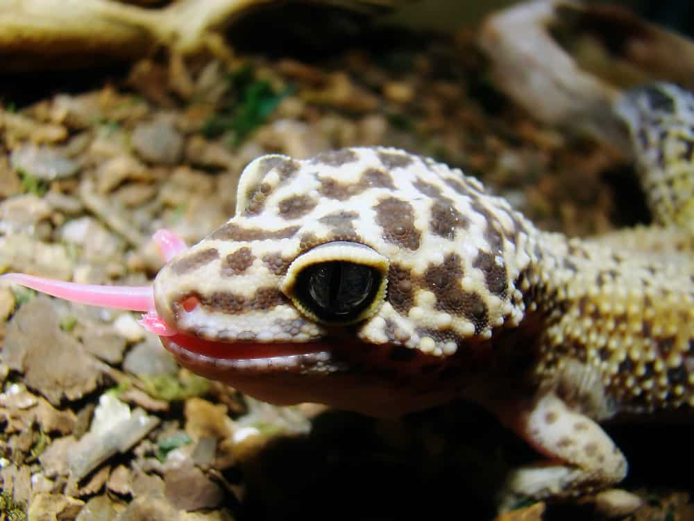 adult female leopard gecko