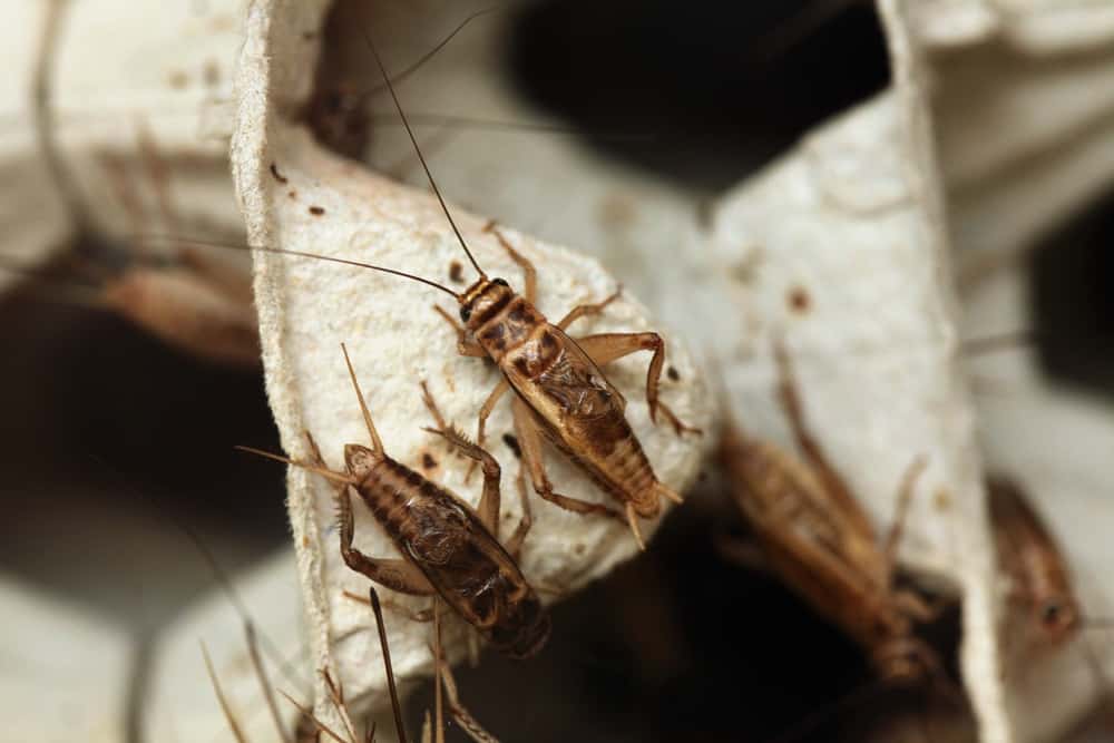 adult crickets