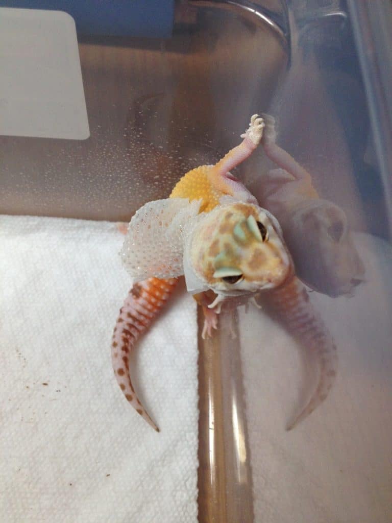 Leopard Gecko inside a plastic enclosure