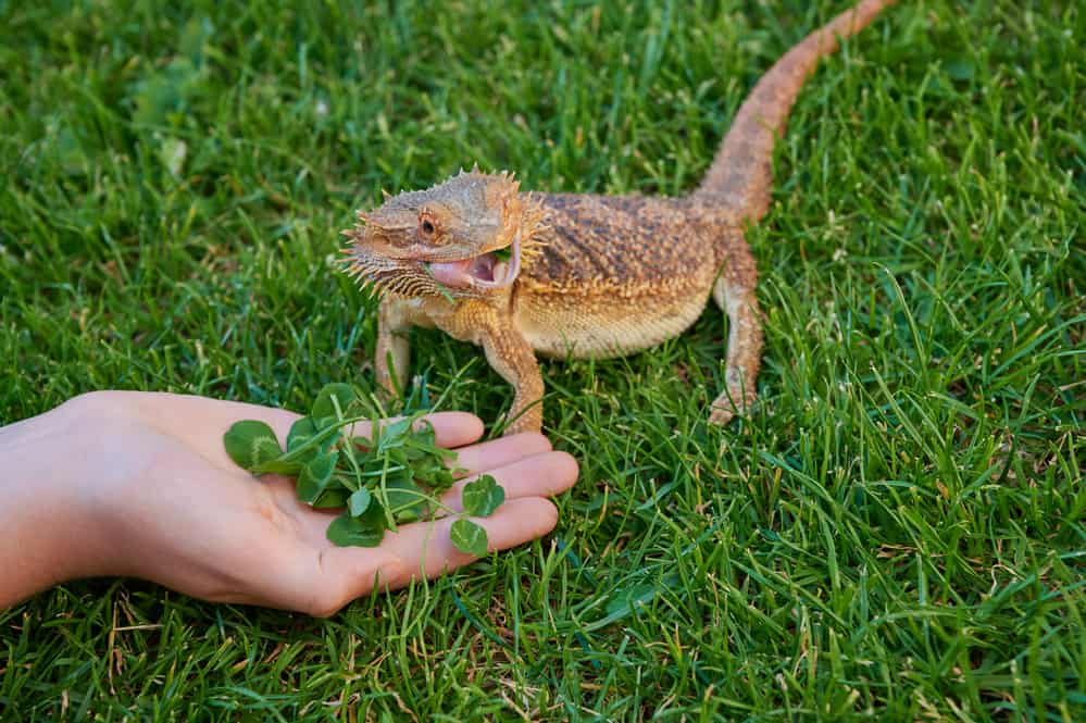 bearded dragon eating from hand while standing on grass