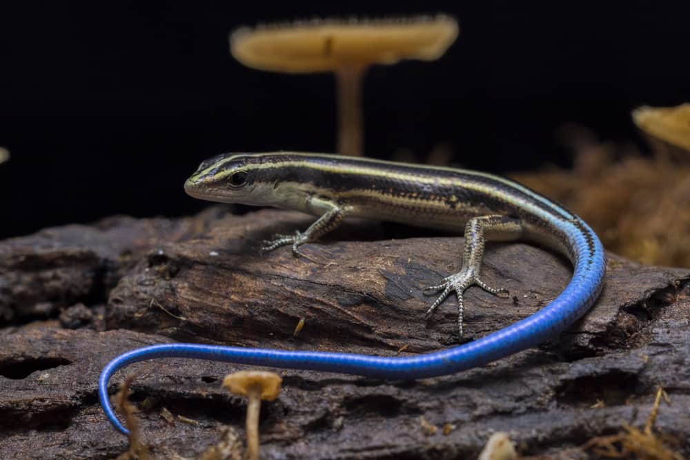 blue tailed skink on a rock