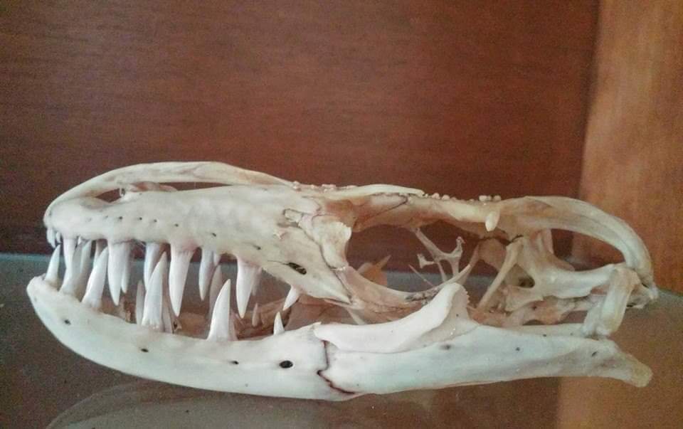 crocodile monitor teeth