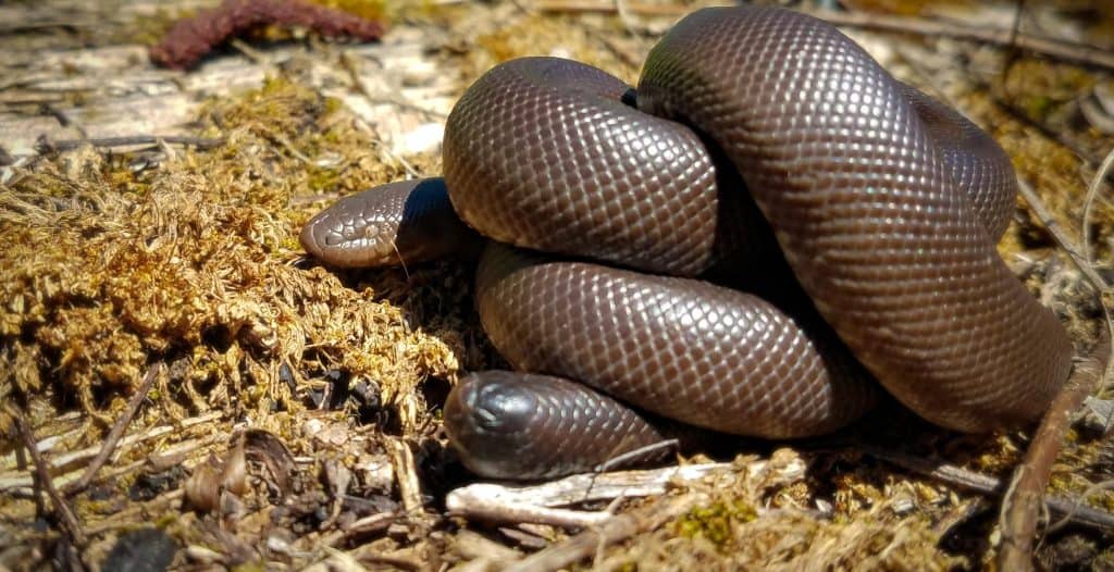 curling big rubber boa