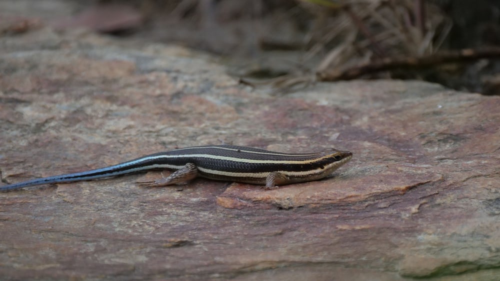 pětilistý skink spočívající na velké skále