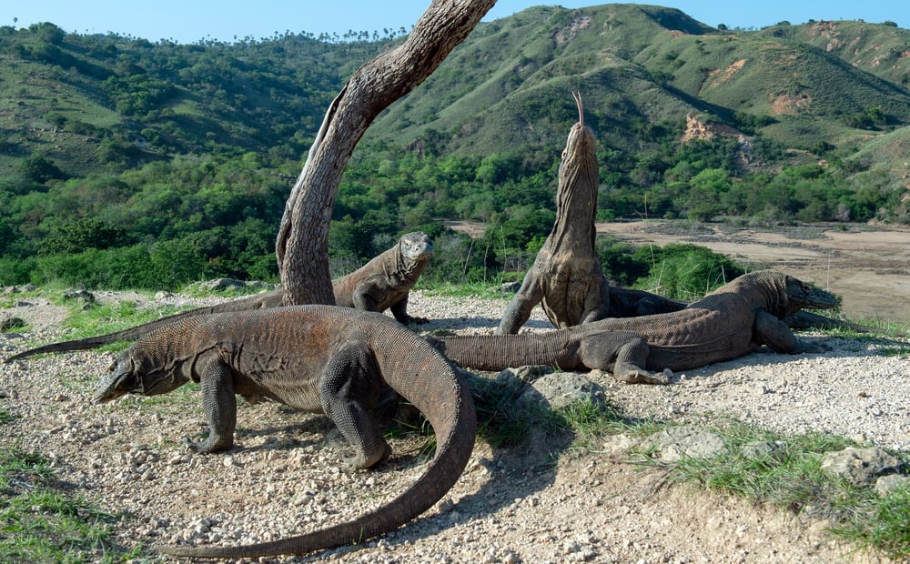 lkomodo dragons against a landscape