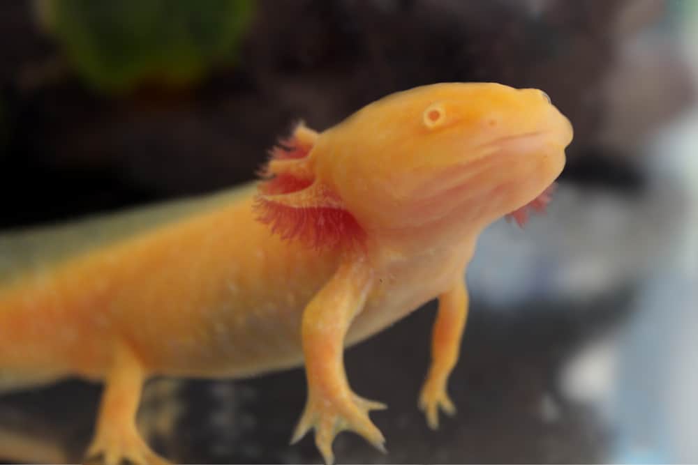 golden axolotl morph in an aquarium