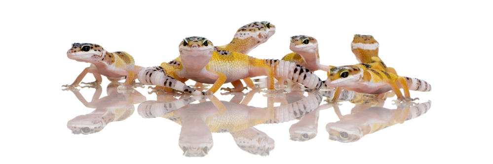 group of young leopard geckos on white background
