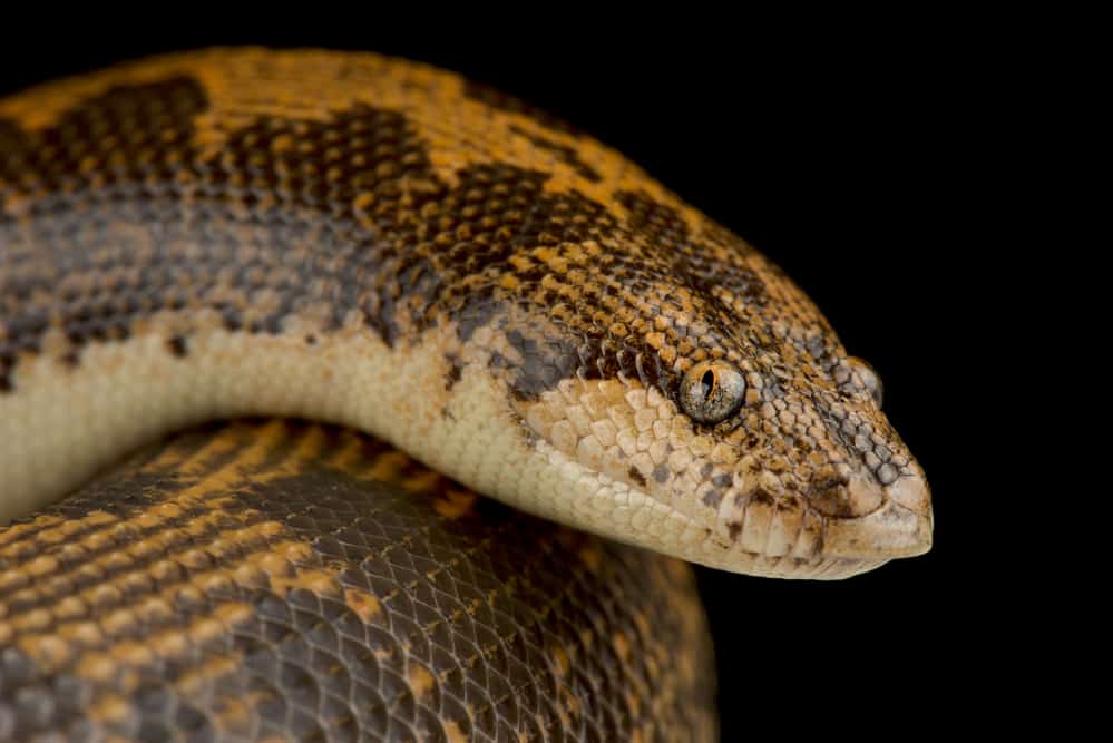 Kenyan Sand Boa head closeup