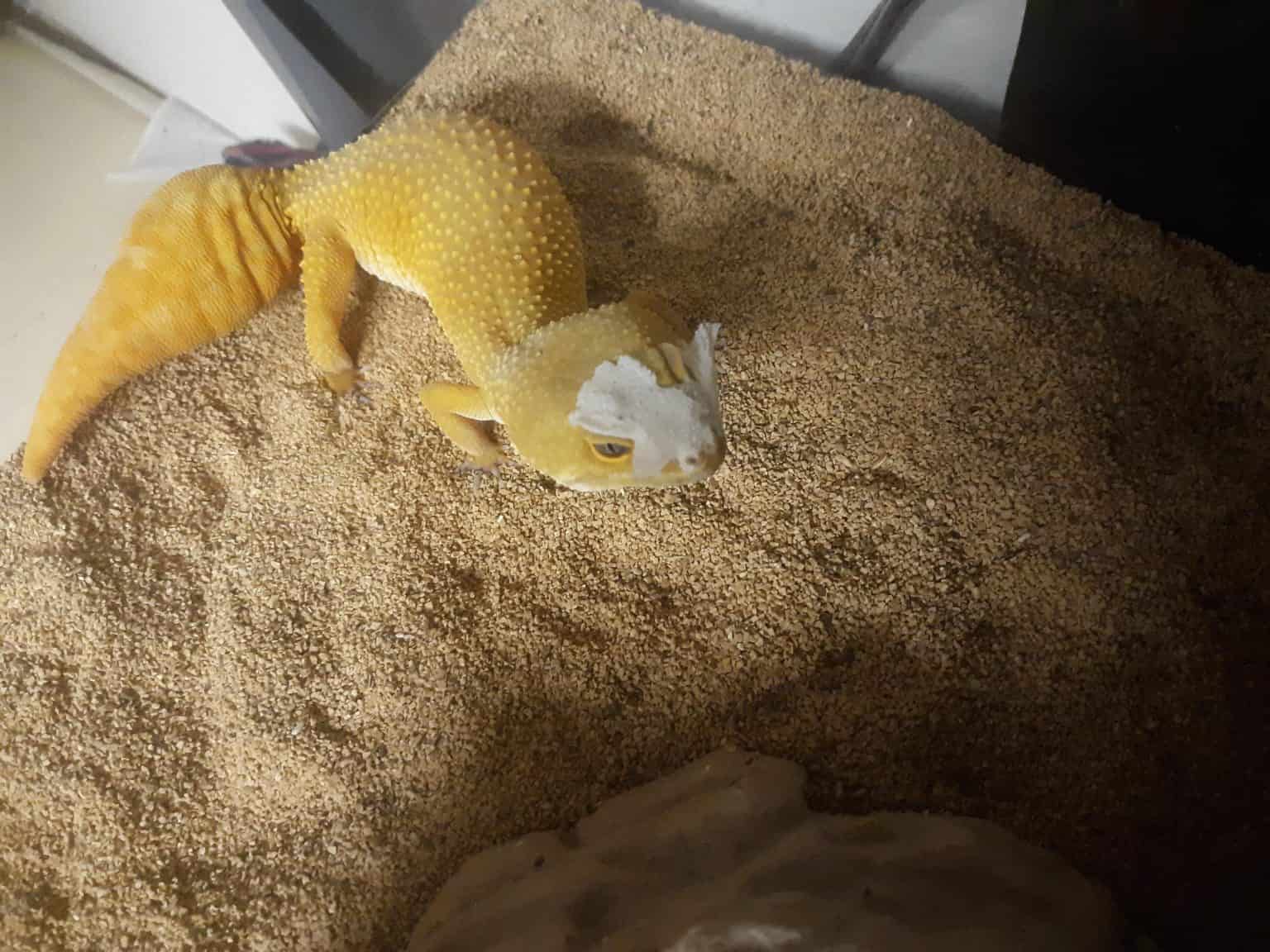 Photo inspiration: Leopard Gecko Shedding Owner S Guide How To Help Your Photo Inspiration