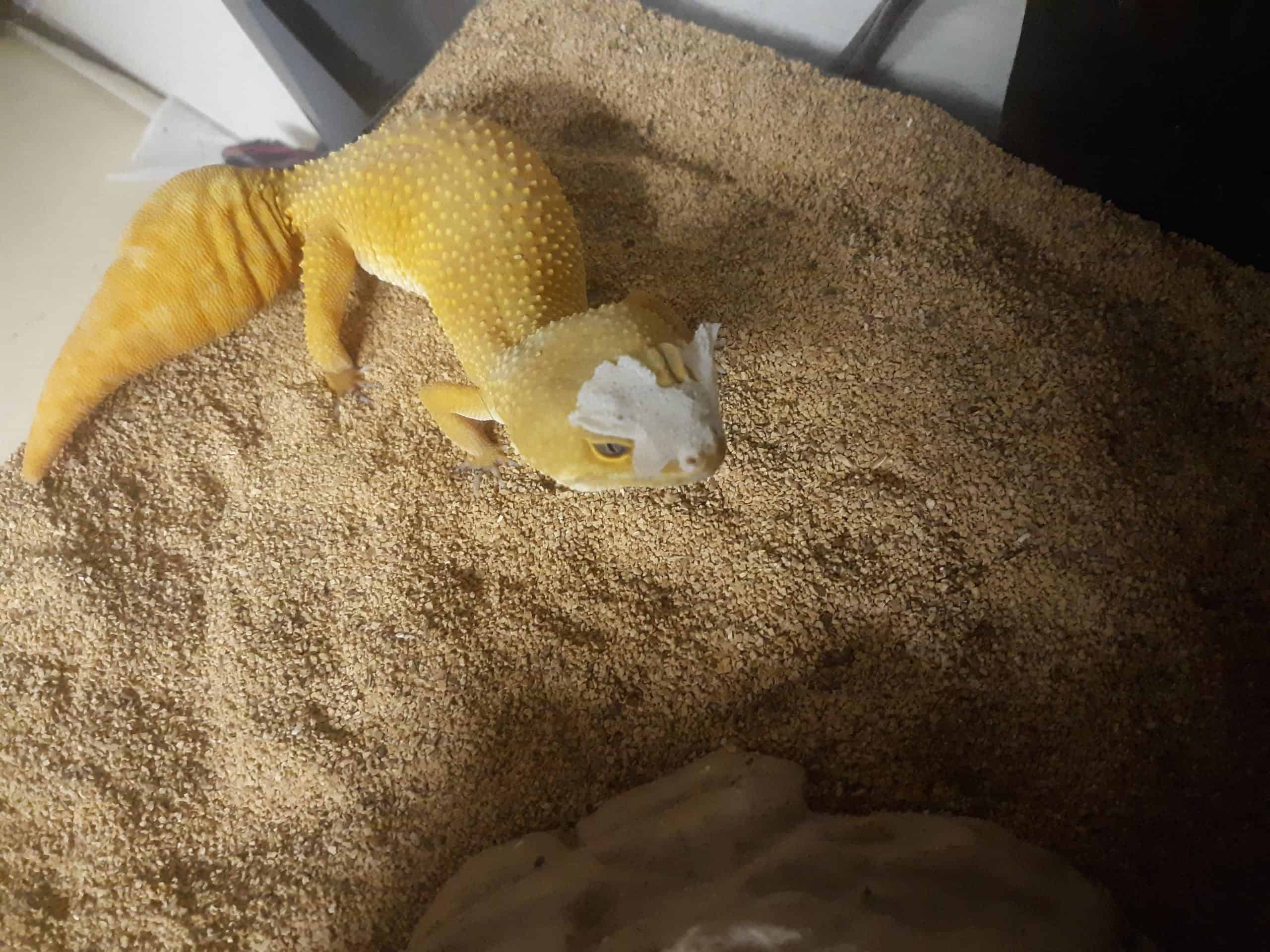 leopard gecko with some unshed skin