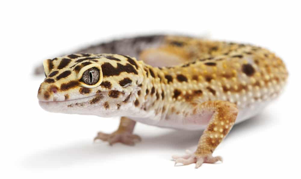 leopard gecko on white background