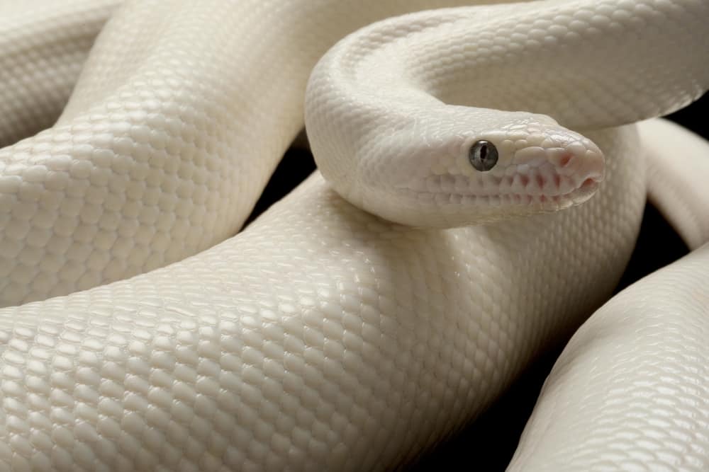 Leucistic Colombian rainbow boa